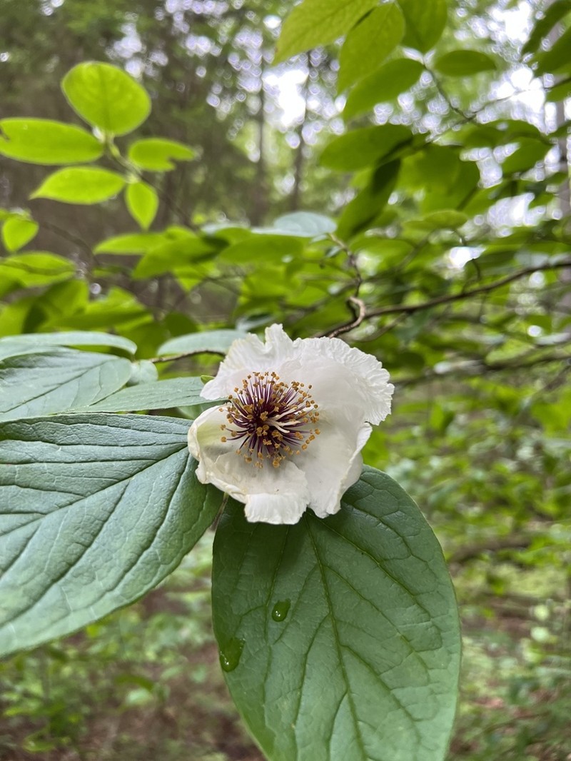 Mountain Camellia photo 3