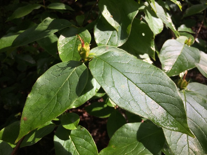 Mountain Camellia photo 4