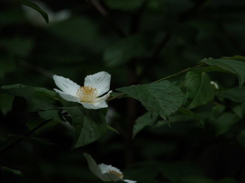 Mountain Camellia photo 5