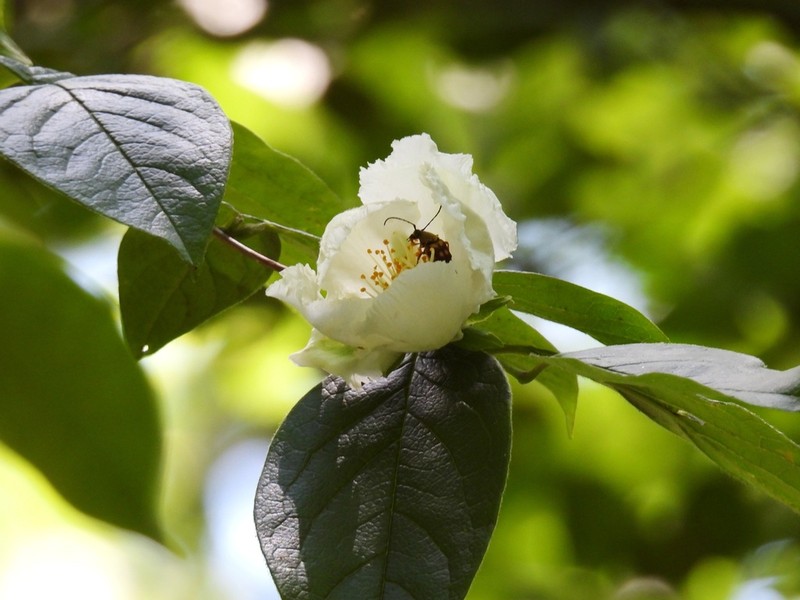 Mountain Camellia photo 6