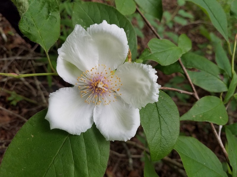 Mountain Camellia photo 7