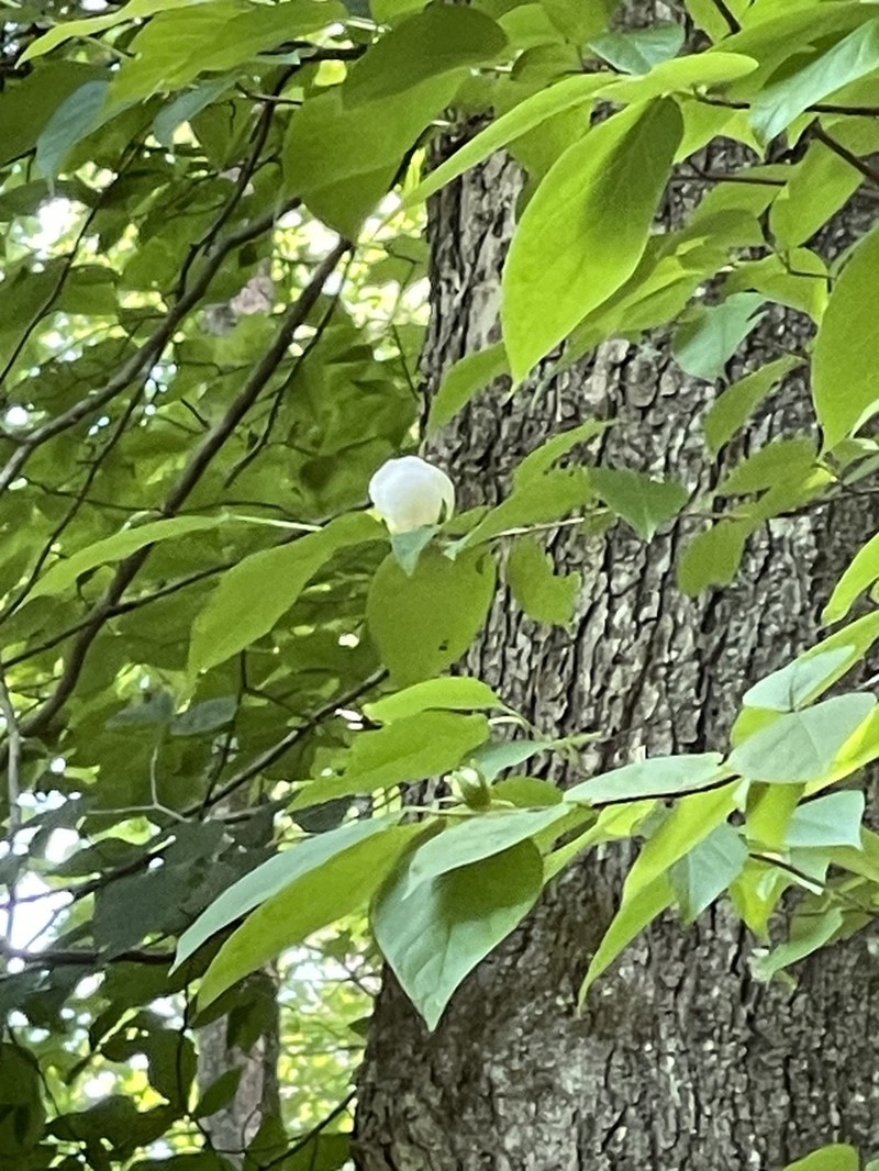 Mountain Camellia photo 8