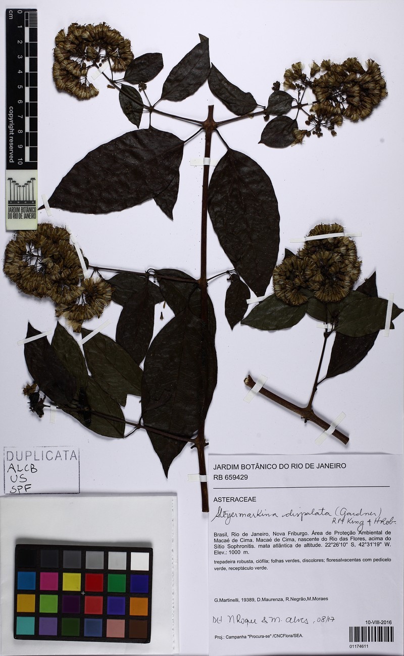 Steyermarkina dispalata