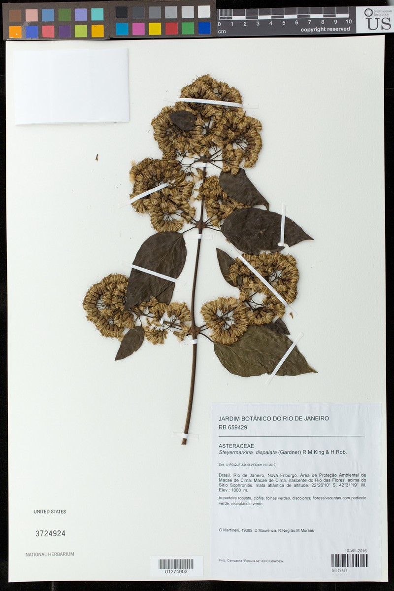 Steyermarkina dispalata photo 2