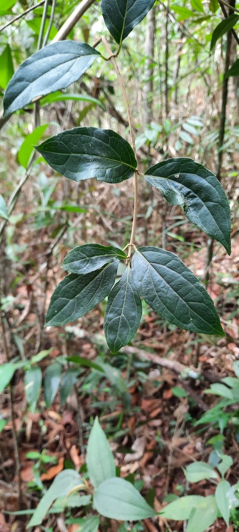 Steyermarkina pyrifolia
