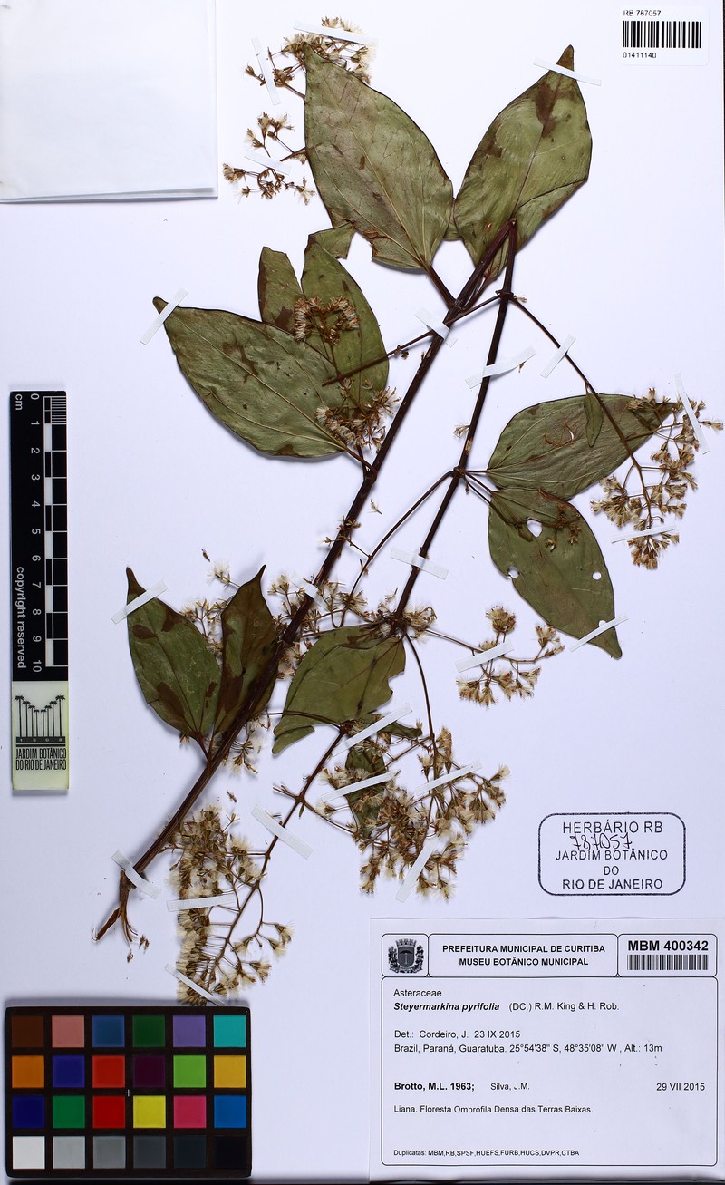 Steyermarkina pyrifolia photo 3