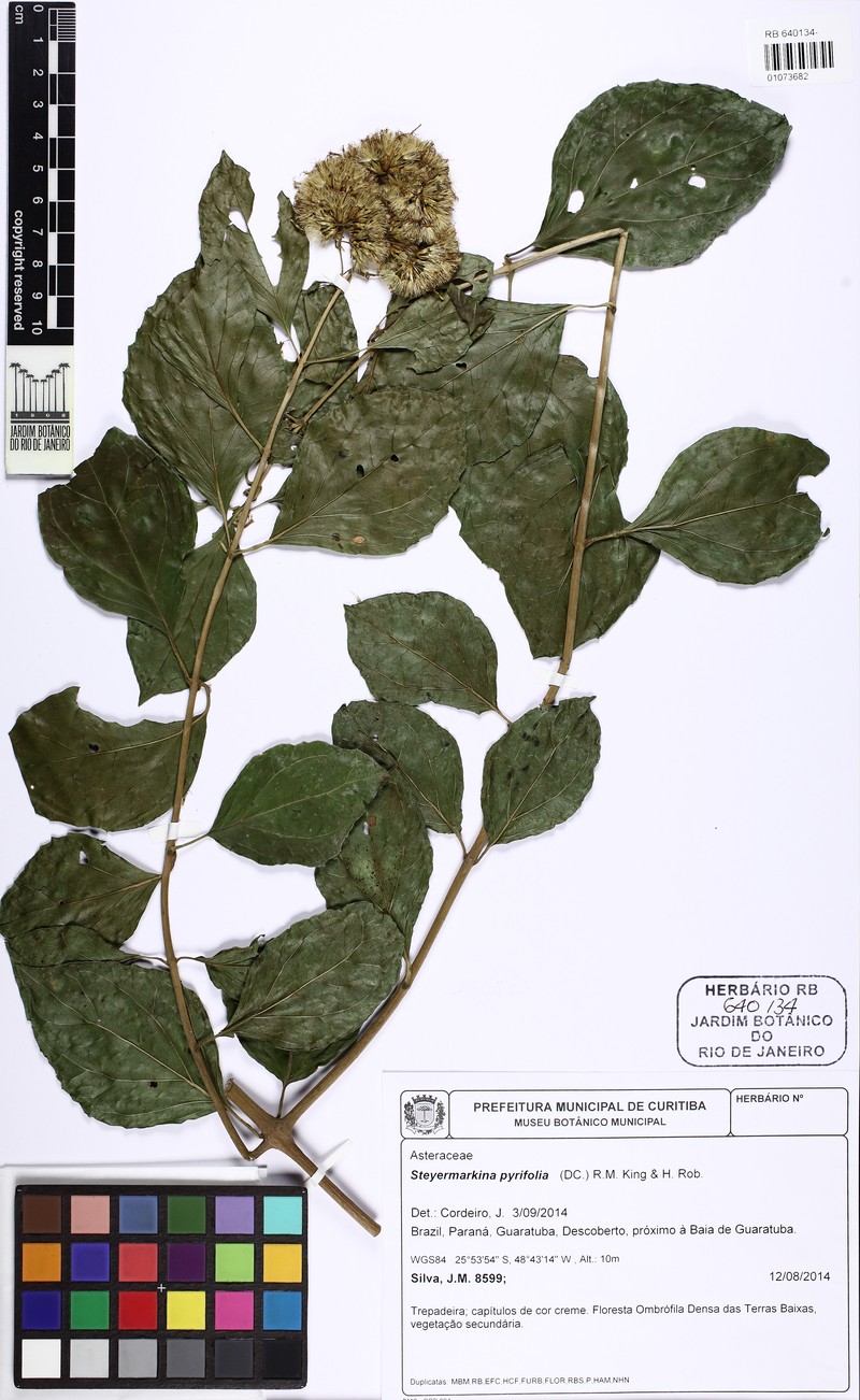 Steyermarkina pyrifolia photo 4