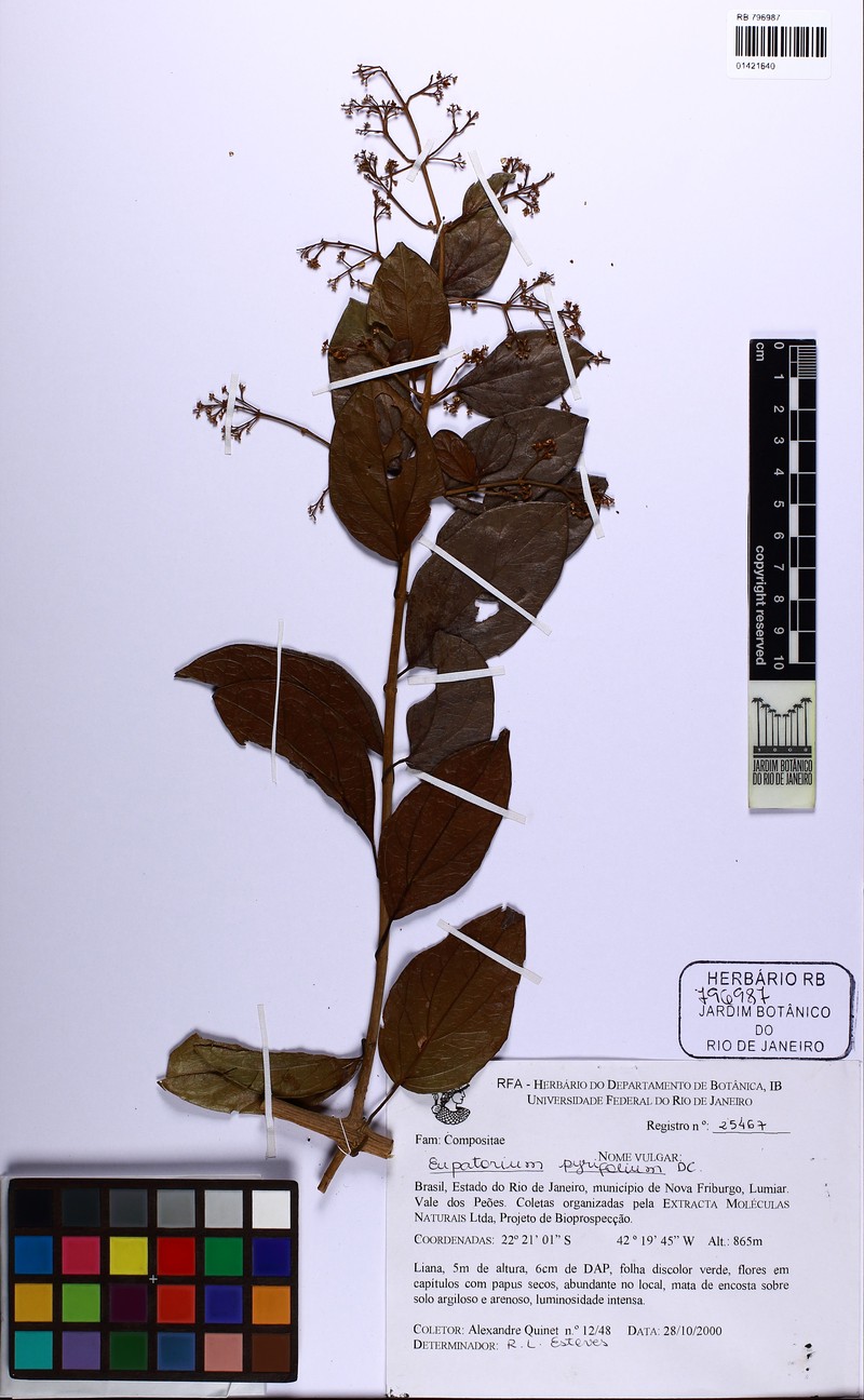 Steyermarkina pyrifolia photo 5