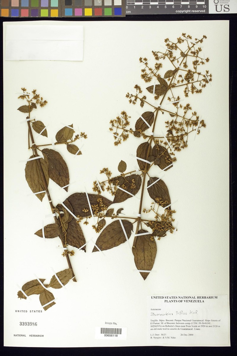 Steyermarkina triflora