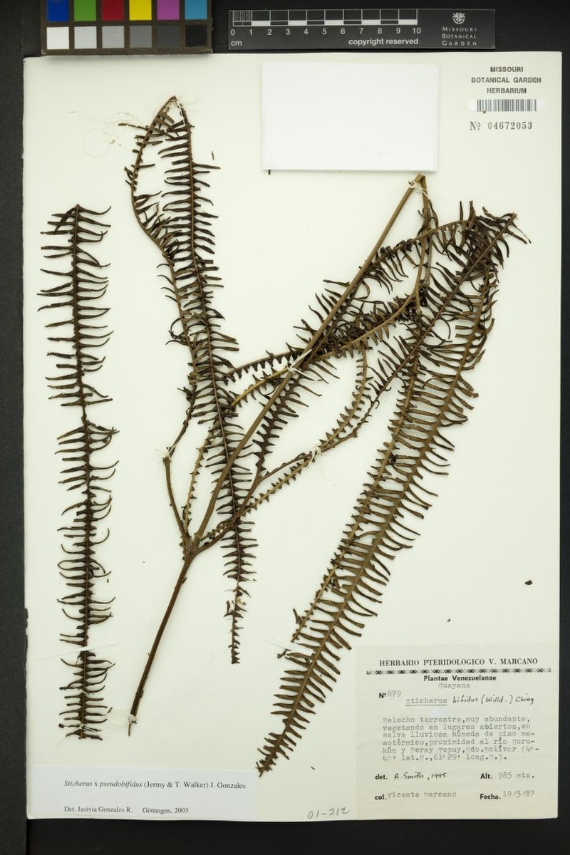 Sticherus × pseudobifidus