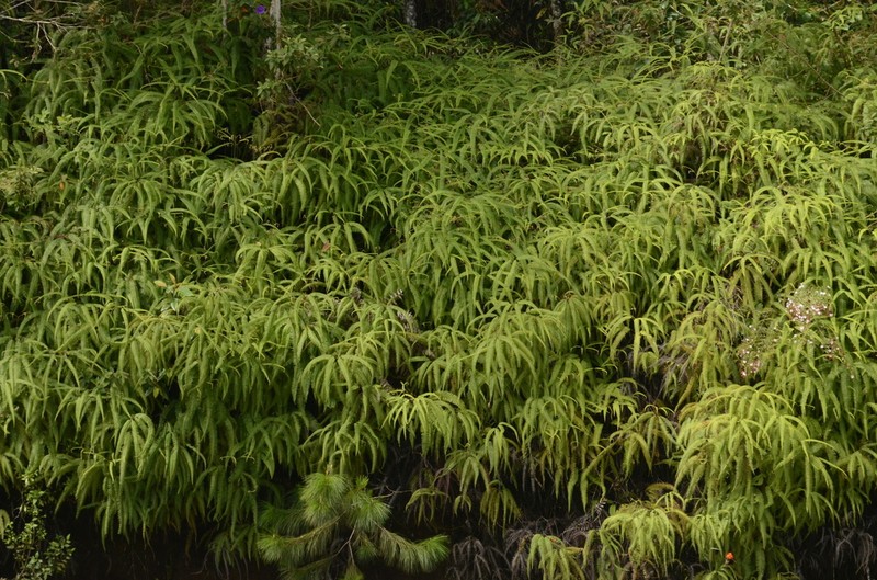 Mexican Umbrella Fern