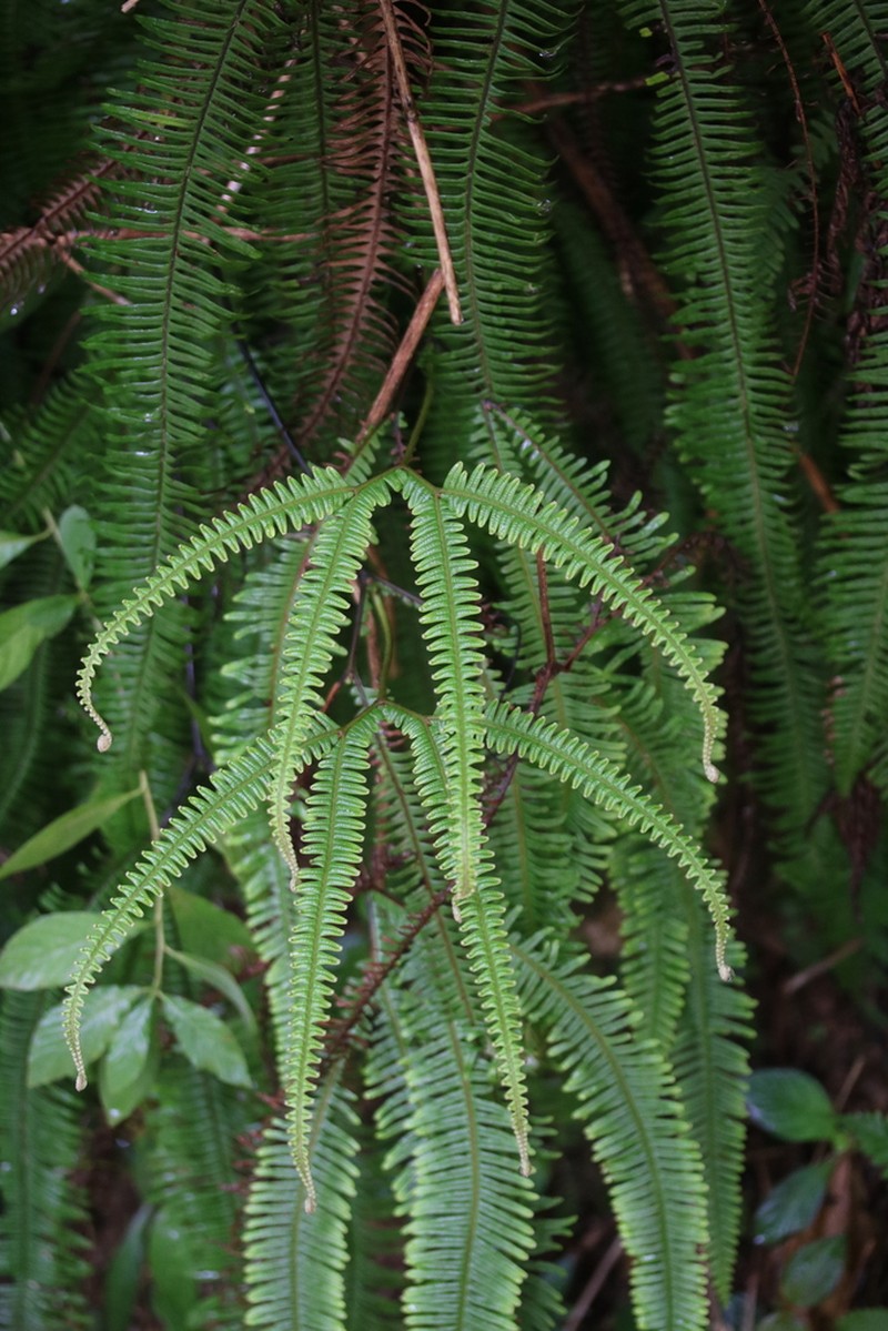 Mexican Umbrella Fern photo 2