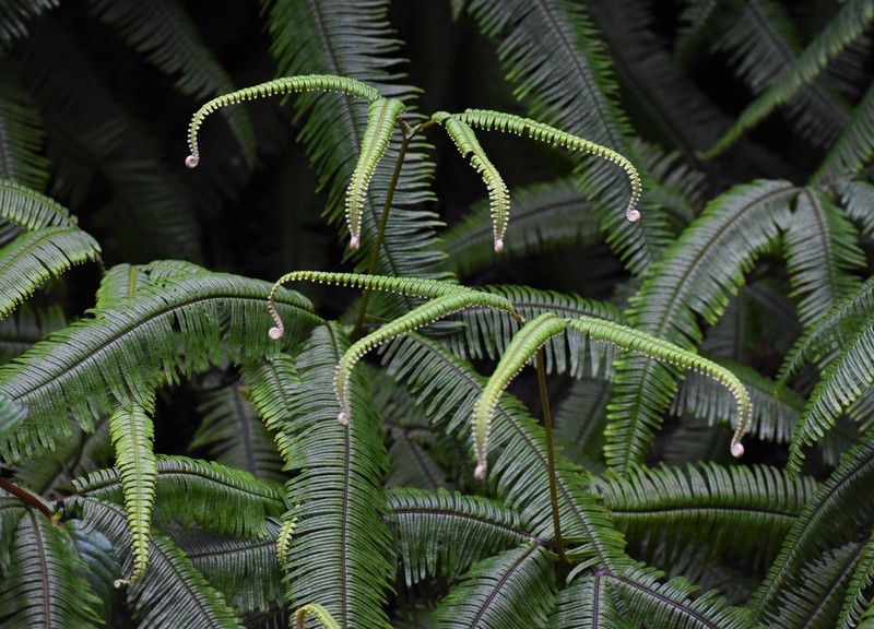Mexican Umbrella Fern photo 3