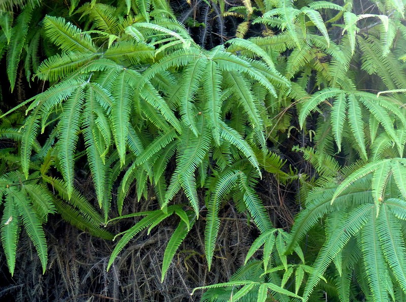 Mexican Umbrella Fern photo 4