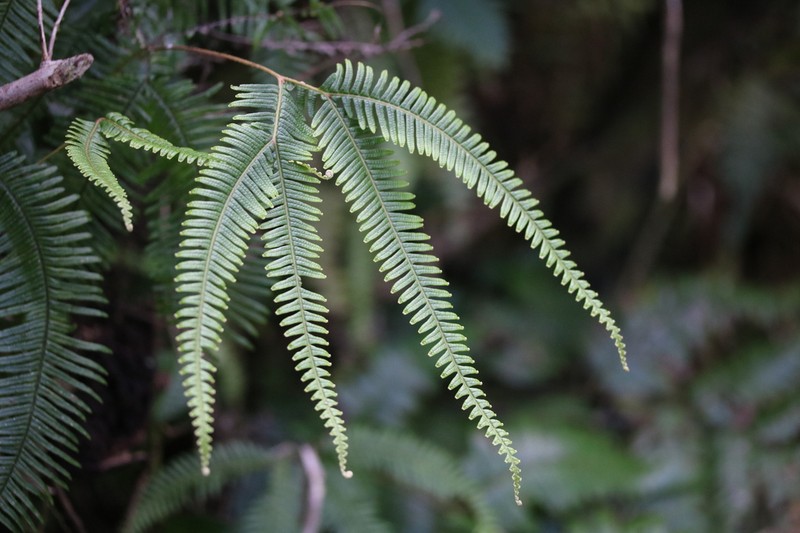 Mexican Umbrella Fern photo 5