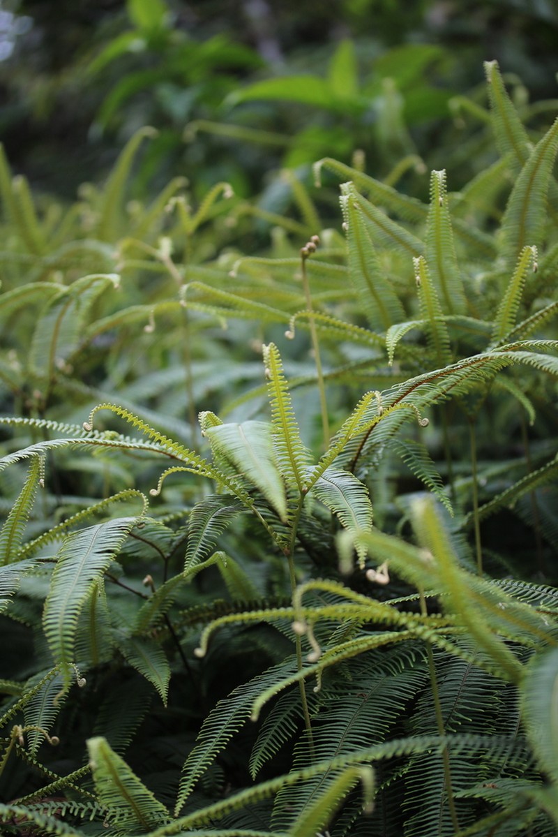 Mexican Umbrella Fern photo 6