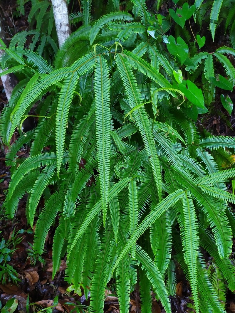 Mexican Umbrella Fern photo 7