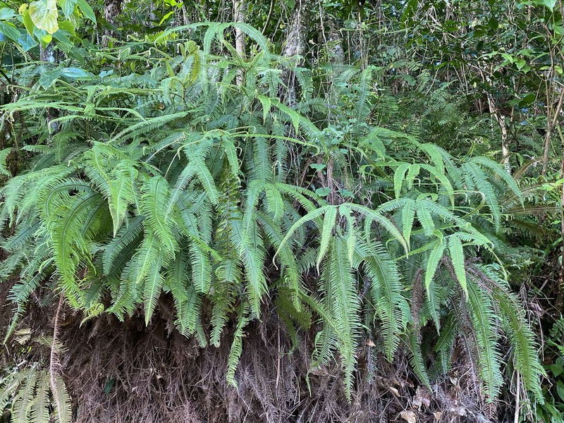 Mexican Umbrella Fern photo 8