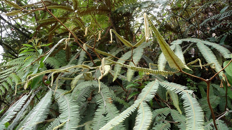 Mexican Umbrella Fern