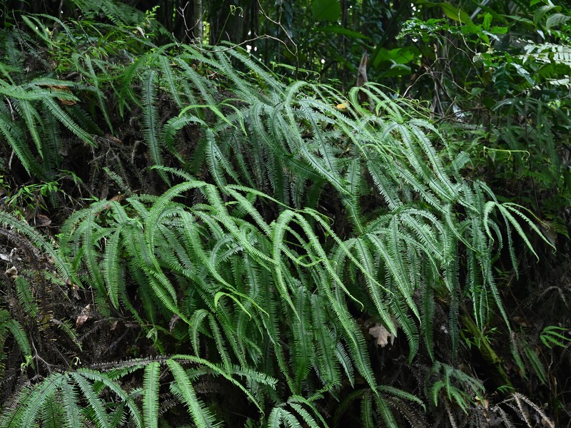 Mexican Umbrella Fern photo 5