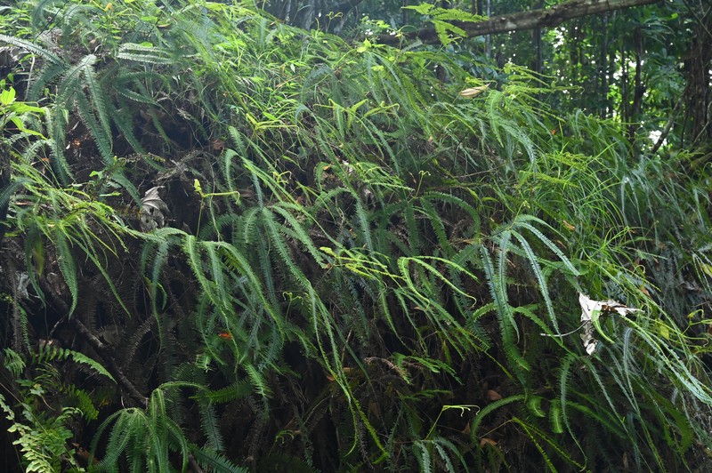 Mexican Umbrella Fern photo 2
