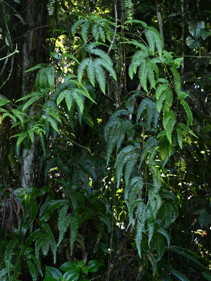 Mexican Umbrella Fern photo 3