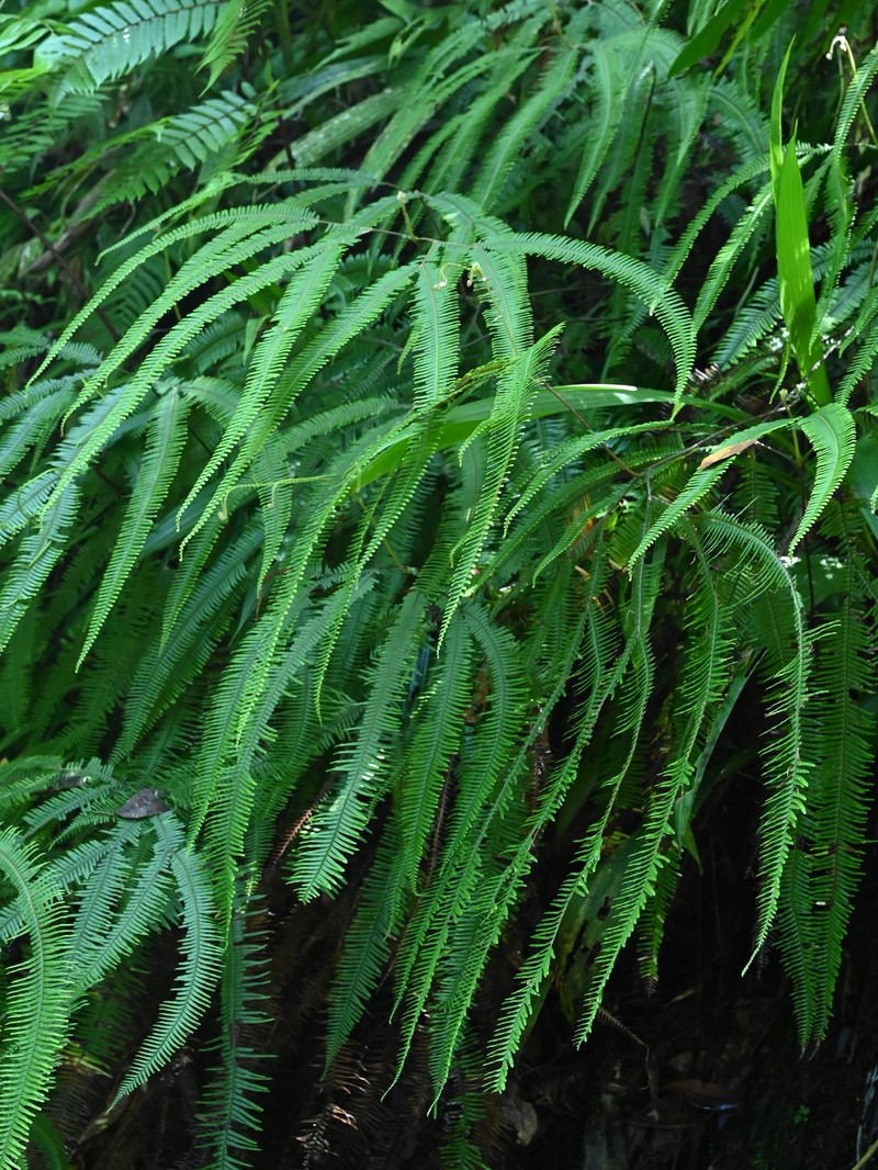 Mexican Umbrella Fern photo 4