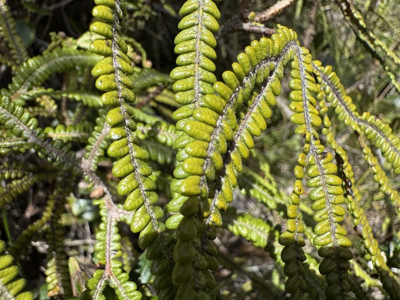 Sticherus bolanicus