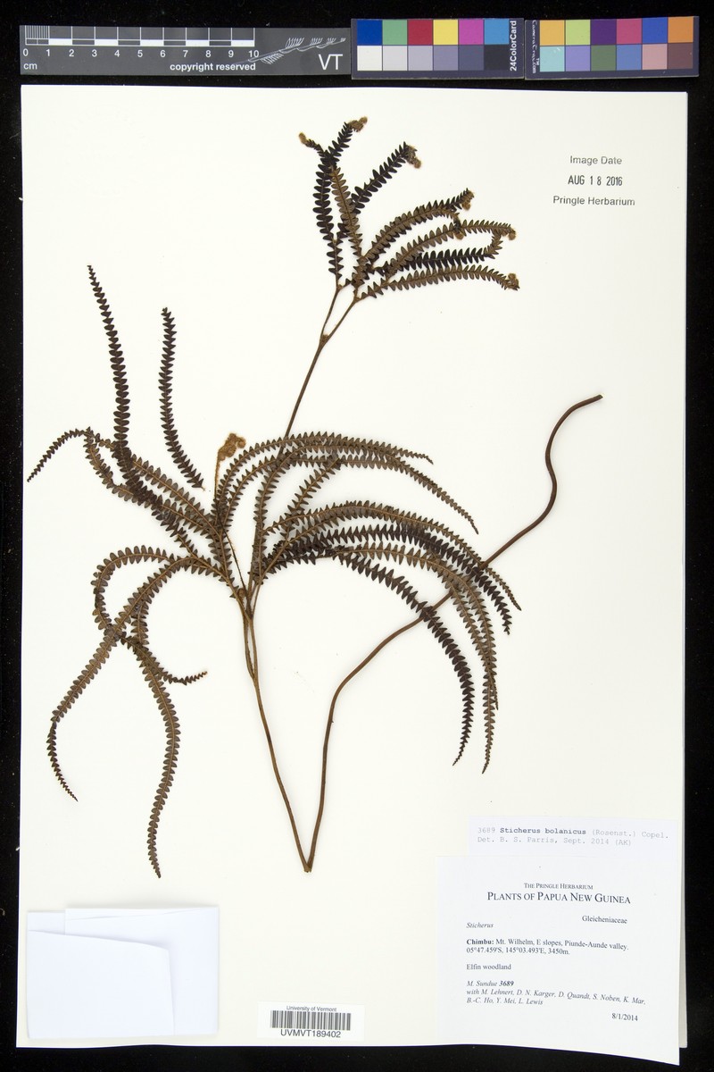 Sticherus bolanicus photo 3