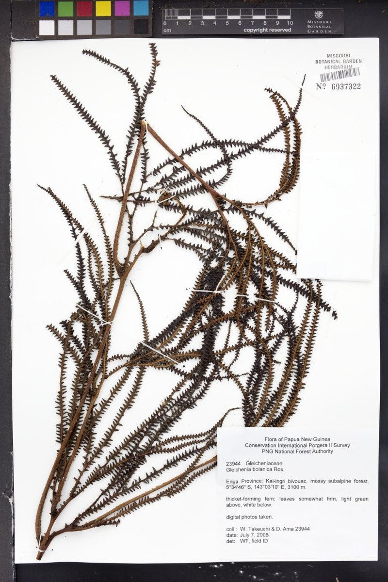 Sticherus bolanicus photo 6