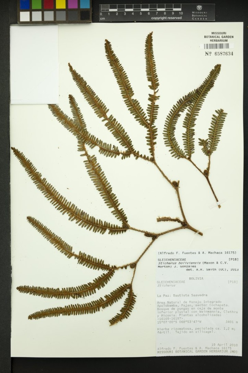 Sticherus boliviensis