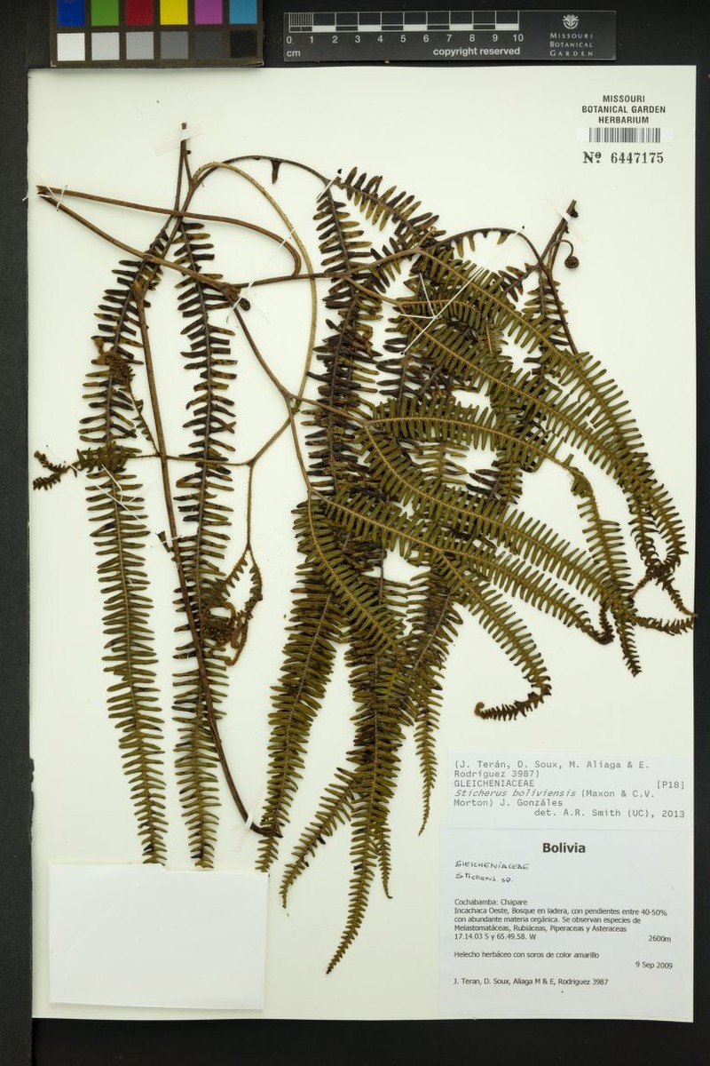 Sticherus boliviensis photo 2