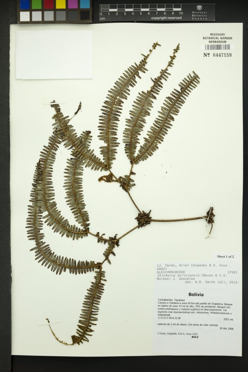 Sticherus boliviensis photo 3