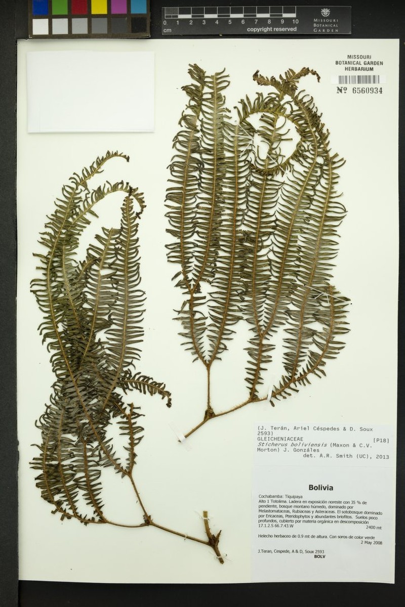 Sticherus boliviensis photo 4