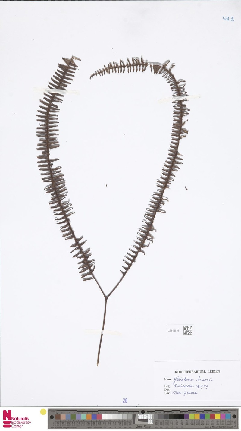 Sticherus brassii