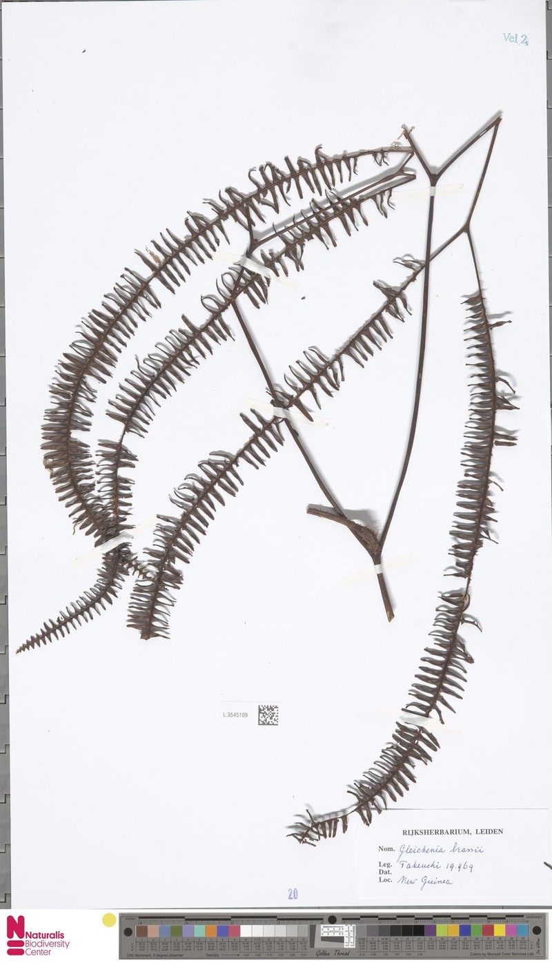 Sticherus brassii photo 3