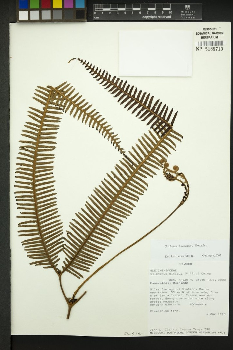 Sticherus chocoensis