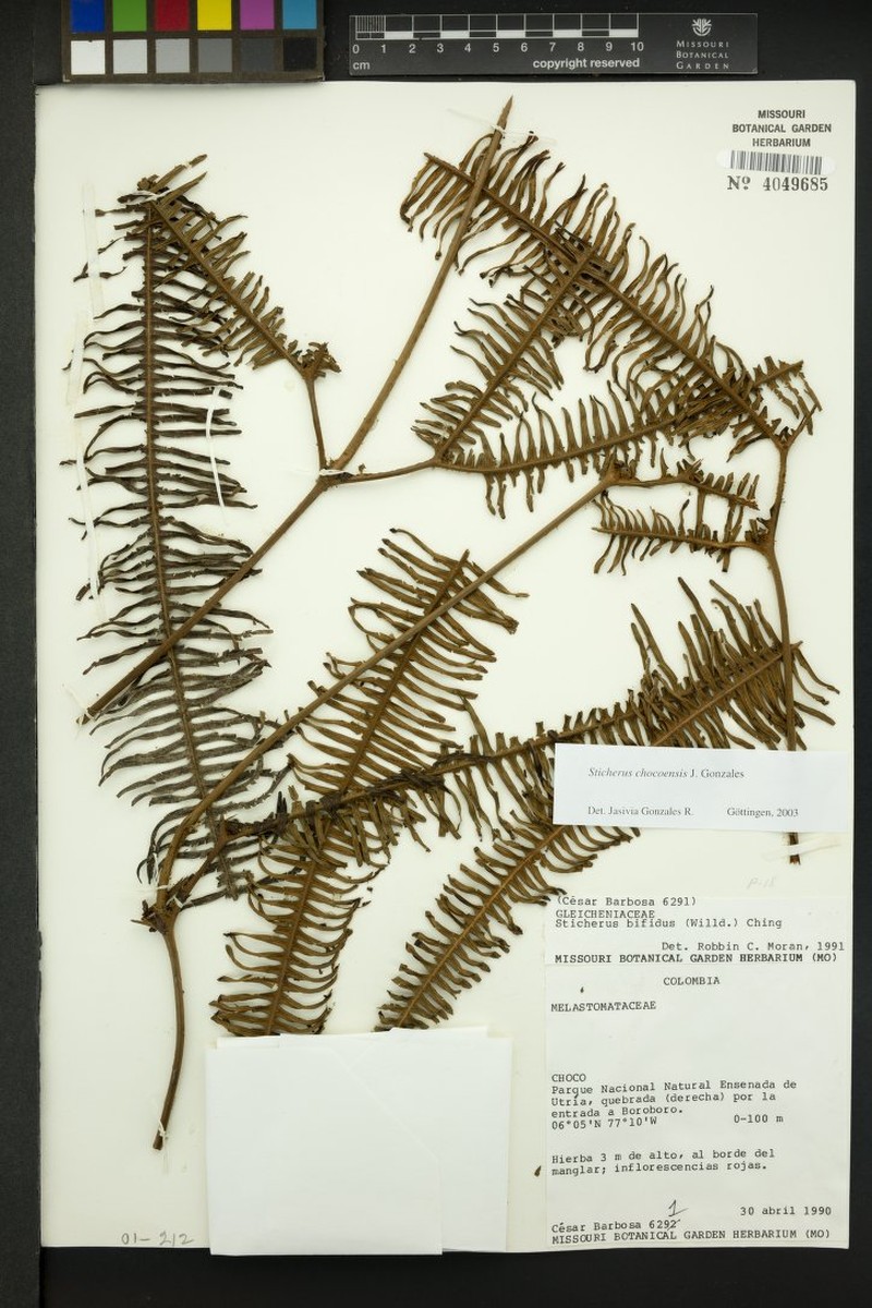 Sticherus chocoensis photo 2