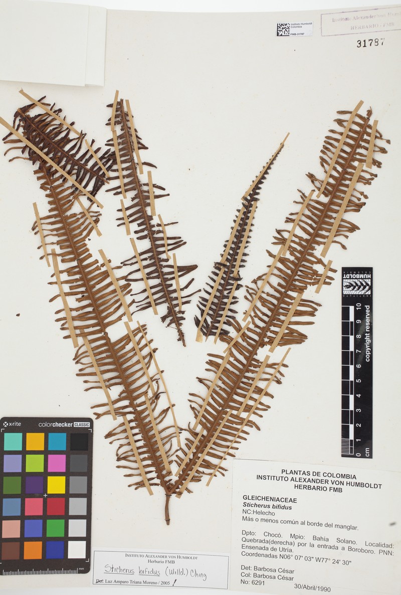 Sticherus chocoensis photo 3
