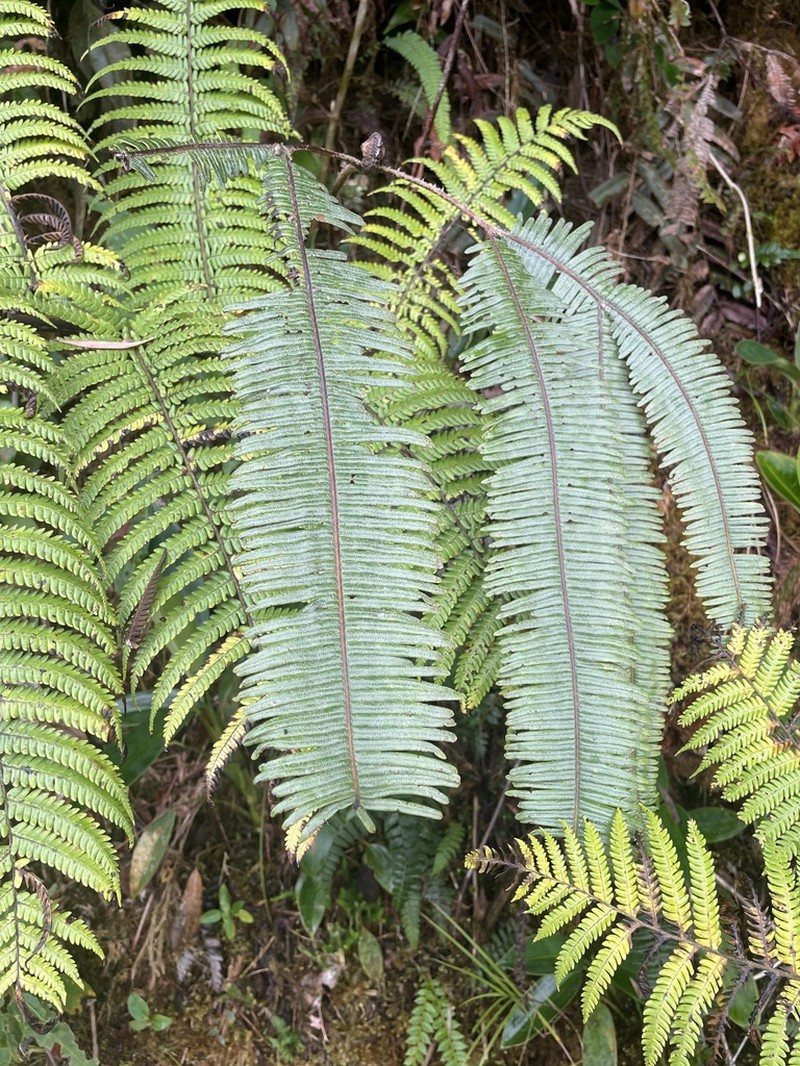 Sticherus ferrugineus