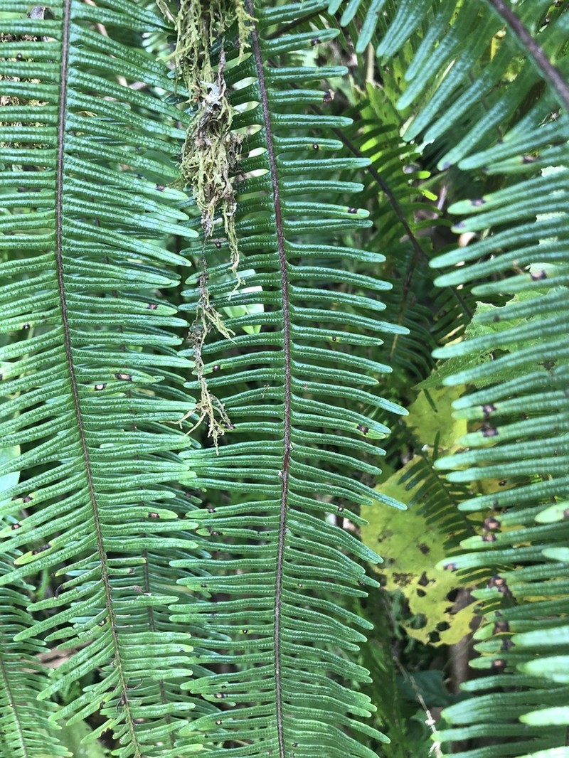 Sticherus ferrugineus photo 2