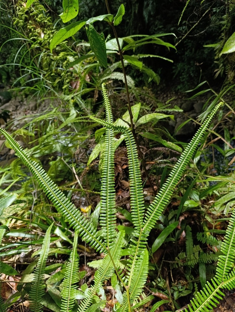 Sticherus ferrugineus photo 3