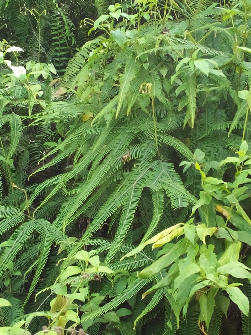 Sticherus ferrugineus photo 5