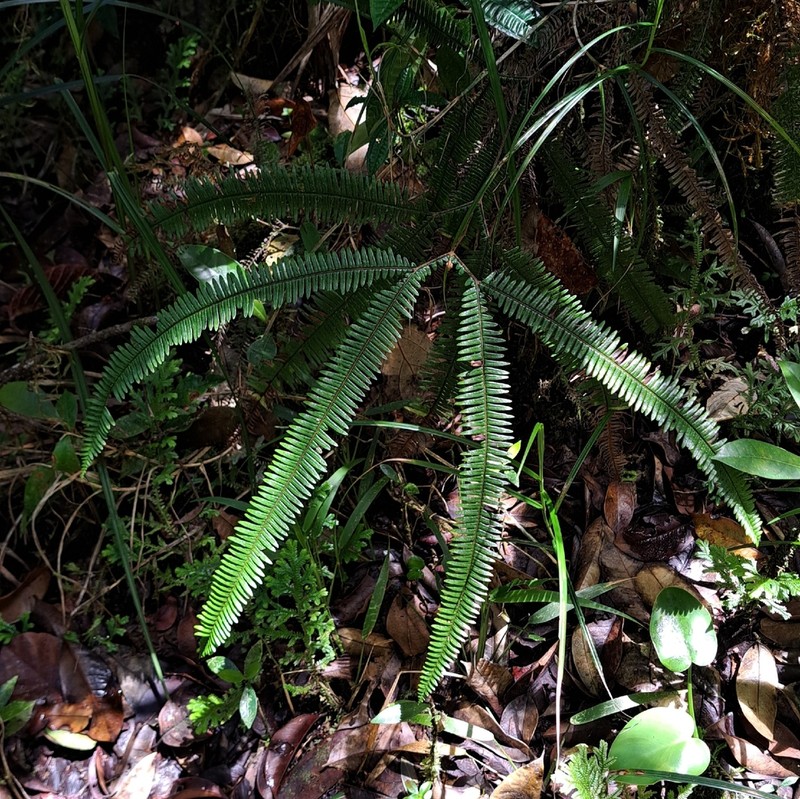 Sticherus ferrugineus photo 8