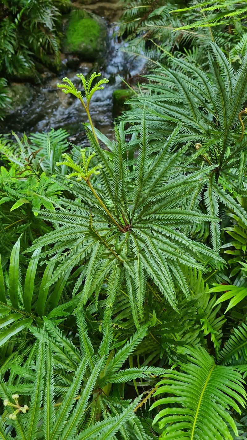 Sticherus flabellatus var. compactus