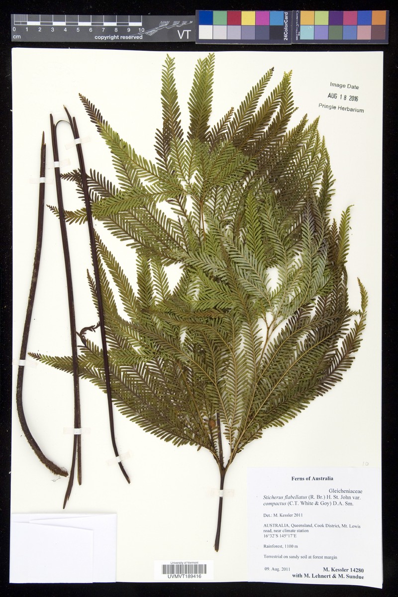 Sticherus flabellatus var. compactus photo 2