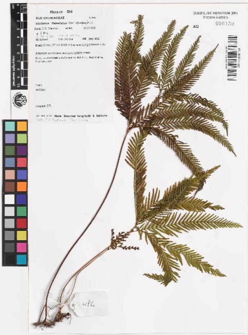 Sticherus flabellatus var. compactus photo 3