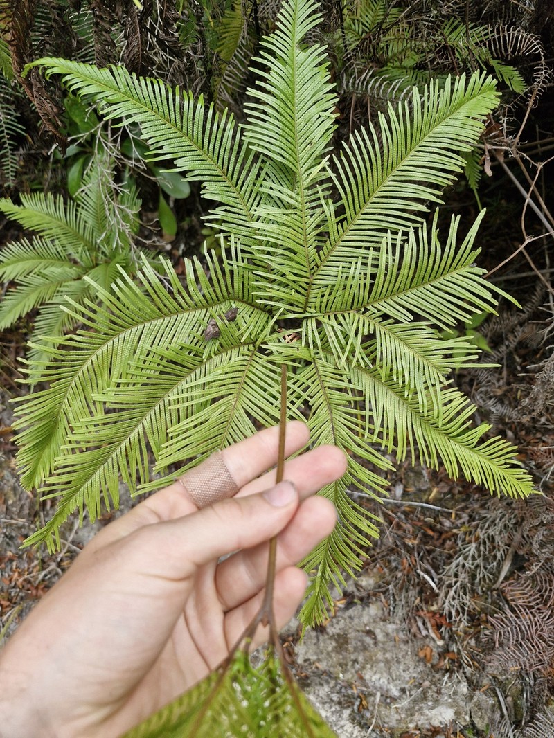 Sticherus flabellatus var. flabellatus