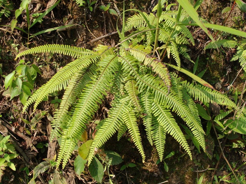 Clothed Umbrella Fern