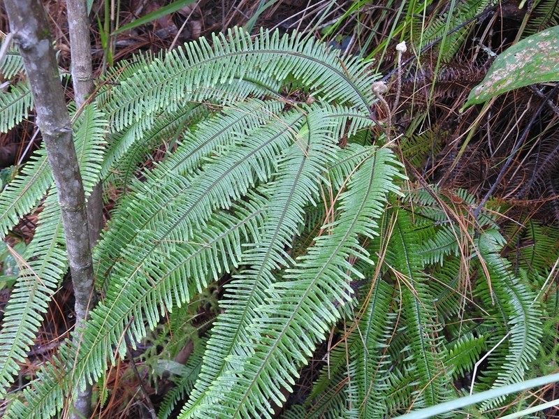 Clothed Umbrella Fern photo 2